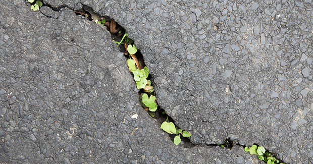 green growth between cracks in blacktop;